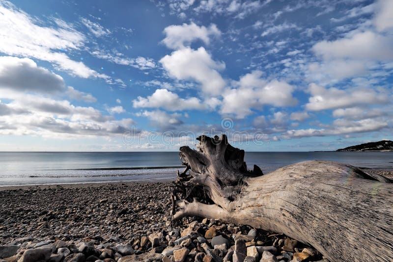 Treibholz auf Charmouth-Strand stockfotografie Treibholz auf Charmouth-Strand stockfotografie