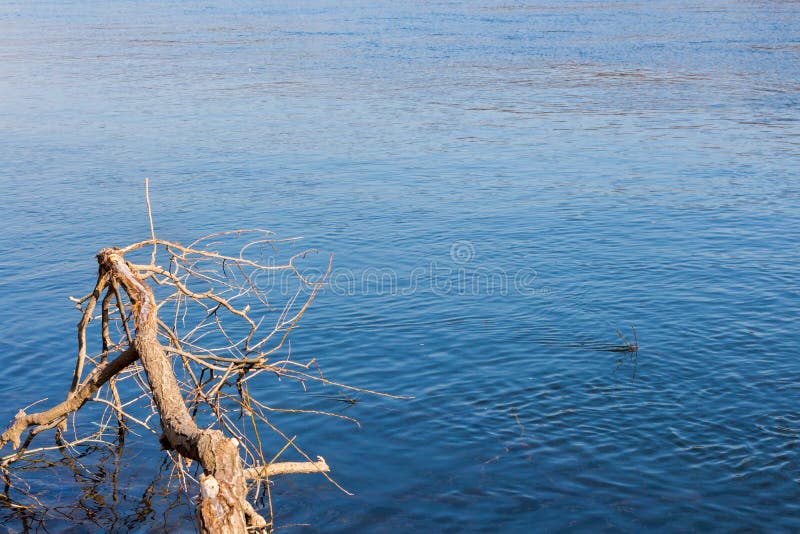 Treibholz durch den Fluss stockbilder Treibholz durch den Fluss stockbilder