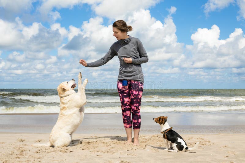 Woman training dogs on the beach. Woman training dogs on the beach