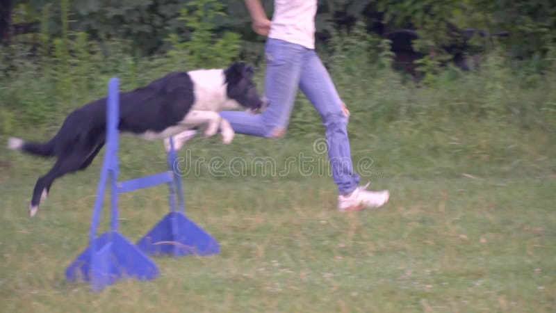 Treinando um cão para saltar sobre barreiras com a ajuda de um alimentador da mulher, dia ensolarado de formação Tiro do moviment