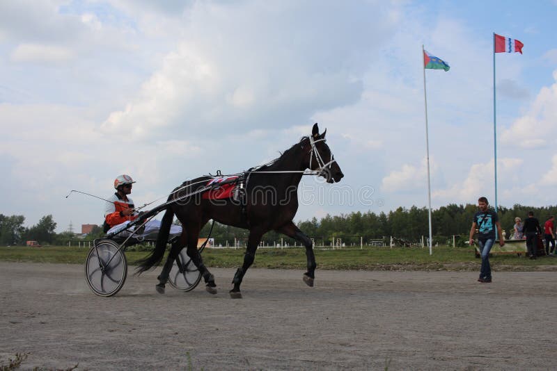 Corrida Carruagem Com Obstáculos Cavalos fotos, imagens de