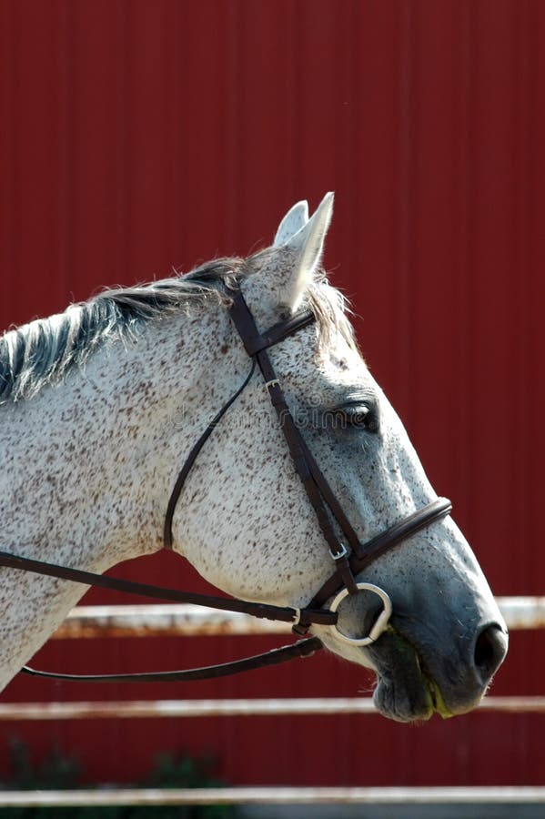 Trekehner grey horse stock photo. Image of gray, warmblood 10837786