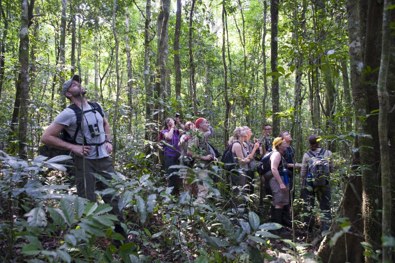Trekking degli scimpanzè nell'Uganda fotografie stock Trekking degli scimpanzè nell'Uganda fotografie stock