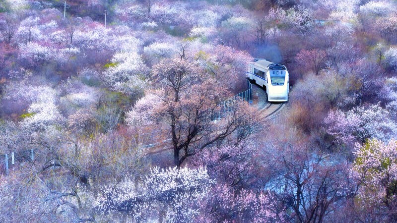 Trem de alta velocidade de China que corre através do oceano das flores fotos de stock Trem de alta velocidade de China que corre através do oceano das flores fotos de stock