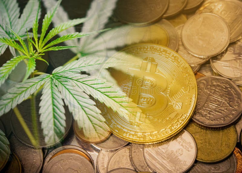 Trend för bransch för marknad för cannabisaffärsmarijuana att växa högt snabbt begrepps-/cannabisbladtillväxt fotografering för bildbyråer Trend för bransch för marknad för cannabisaffärsmarijuana att växa högt snabbt begrepps-/cannabisbladtillväxt fotografering för bildbyråer