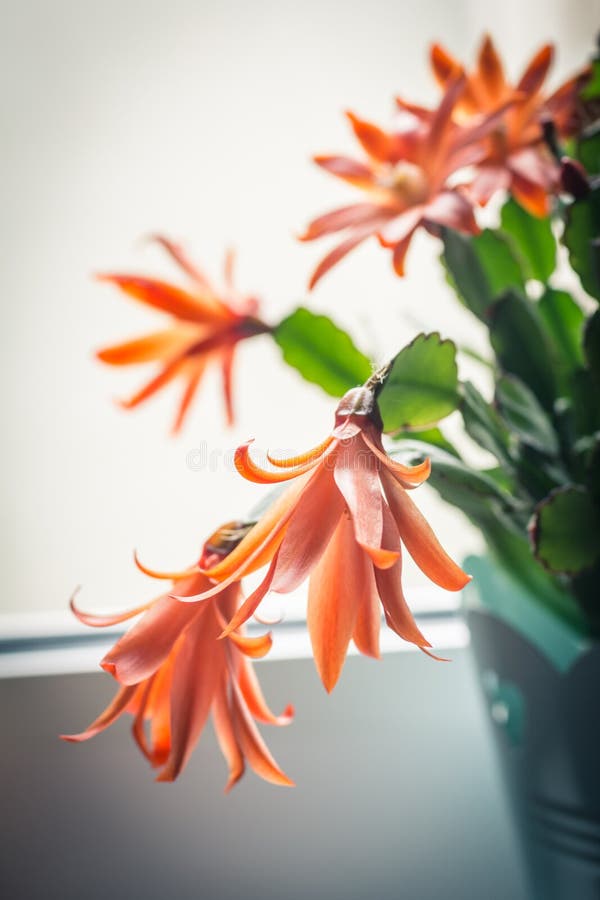 Download Trendy Cactus On Window Sill, Close Up Shot Stock Photo - Image of flowers, creative: 116498482