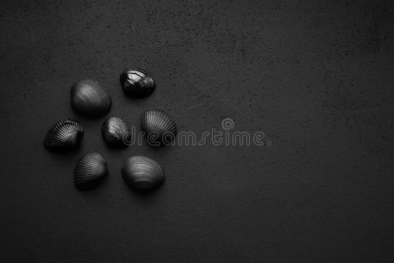 Trendy Minimalistic Matte Black Background with Shells Stock Photo - Image  of aspid, slate: 179986530
