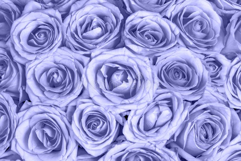 Trendy Very Peri Color Roses Natural Textured Background. Light Blue ...