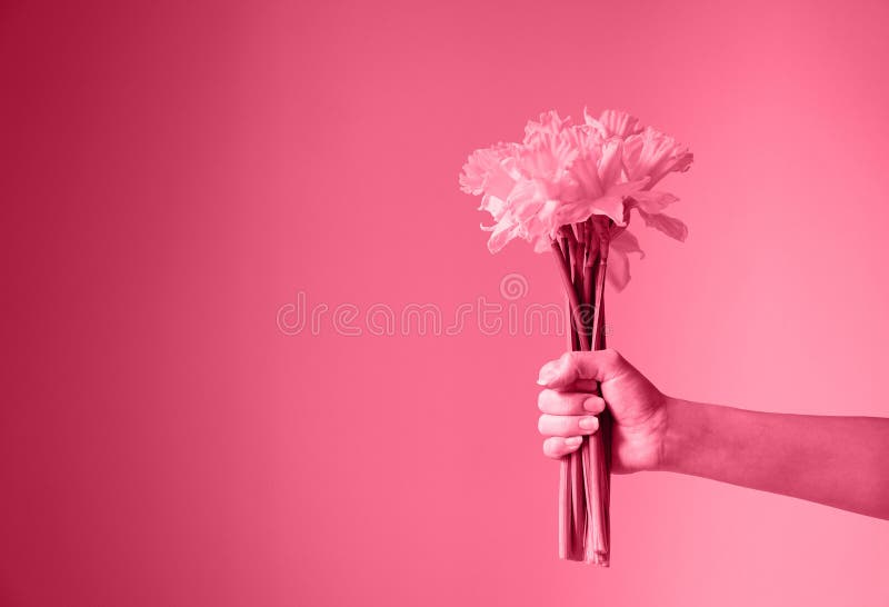 Trendy χρώμα του έτους 2023 viva magenta. λουλούδια daffodils στο χέρι των γυναικών. στοκ εικόνα με δικαίωμα ελεύθερης χρήσης