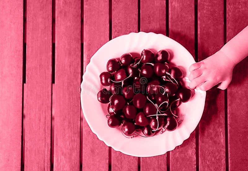 Trendy χρώμα του έτους 2023 viva magenta. το χέρι του τσίλι θα έχει κεράσια από το πιάτο. στοκ εικόνες με δικαίωμα ελεύθερης χρήσης