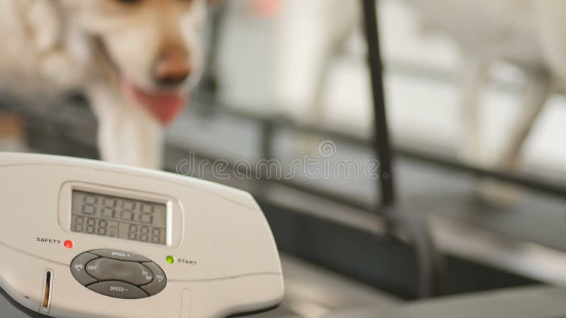 Treni dorati di labrador sulla pista corrente