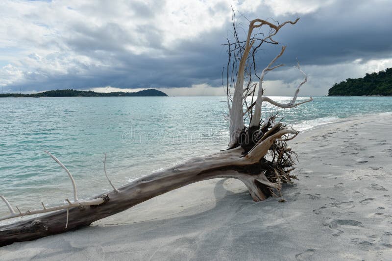 Trenza muerta en la orilla de la playa tropical imagen de archivo libre de regalías Trenza muerta en la orilla de la playa tropical imagen de archivo libre de regalías