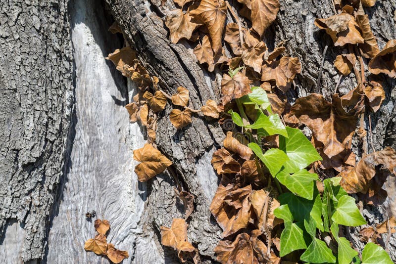 Trepadeira em um tronco de uma oliveira foto de stock