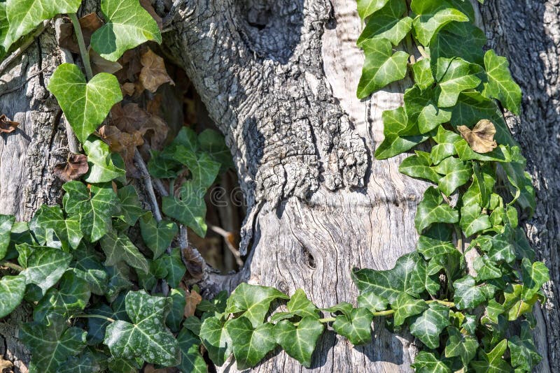Trepadeira em um tronco de uma oliveira imagem de stock
