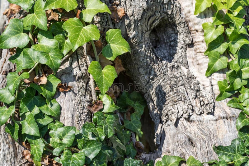 Trepadeira em um tronco de uma oliveira fotografia de stock royalty free