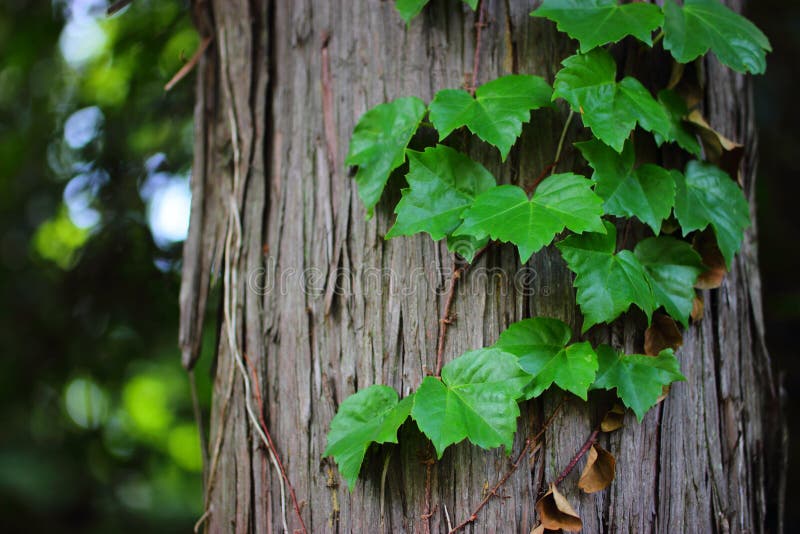 Trepadeira no tronco fotos de stock royalty free