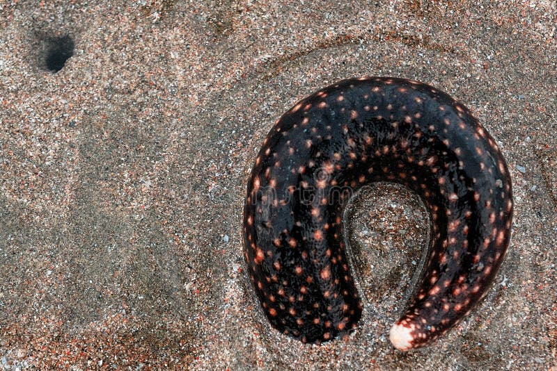 Trepang stock image. Image of food, menu, cooking, seafood 9224093