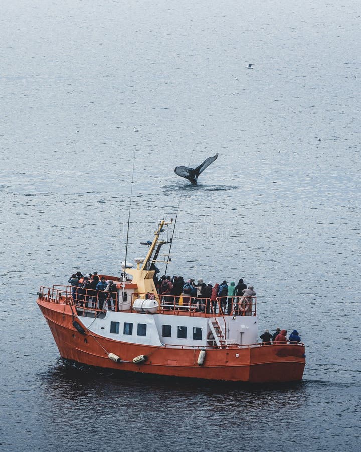 Tres ballenas jorobadas nadando aleta en el océano y alimentándose Buque de observación de ballenas naranja en barco de fondo imagen de archivo libre de regalías