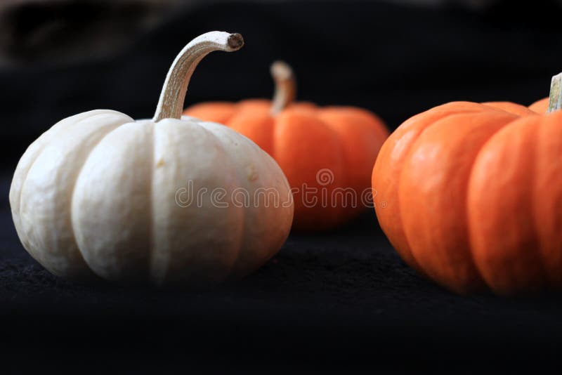 Tres calabazas se cierran para arriba con el fondo negro fotos de archivo libres de regalías Tres calabazas se cierran para arriba con el fondo negro fotos de archivo libres de regalías