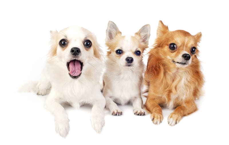 Tres chihuahuas que mienten en línea en blanco fotos de archivo libres de regalías Tres chihuahuas que mienten en línea en blanco fotos de archivo libres de regalías