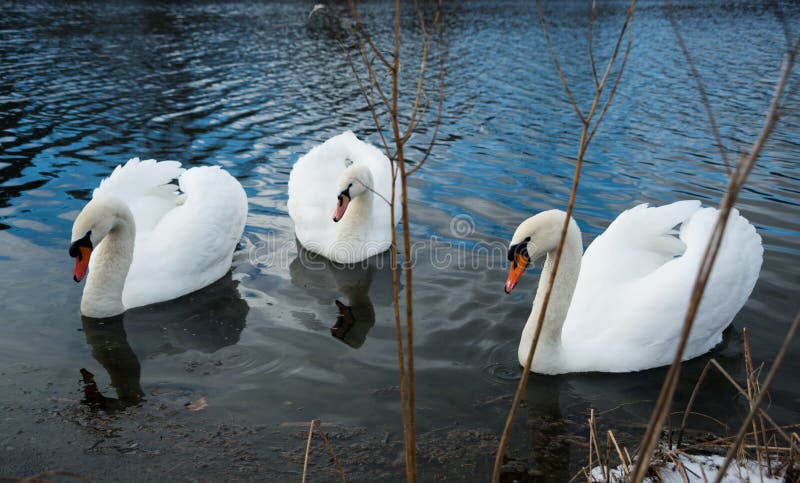 Cisnes En Un Lago Comiendo La Hierba Foto De Archivo Imagen De Verde