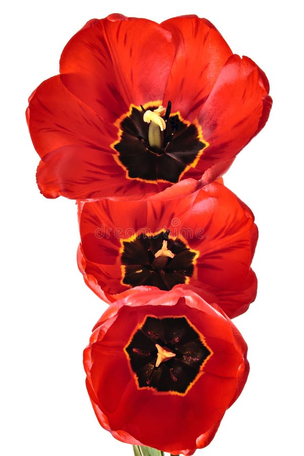 Tres de flores del tulipán aisladas en un fondo blanco fotografía de archivo Tres de flores del tulipán aisladas en un fondo blanco fotografía de archivo