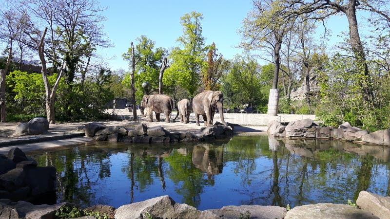 Tres elefantes disfrutaban al borde del agua en una jaula en un zoológico fotografía de archivo