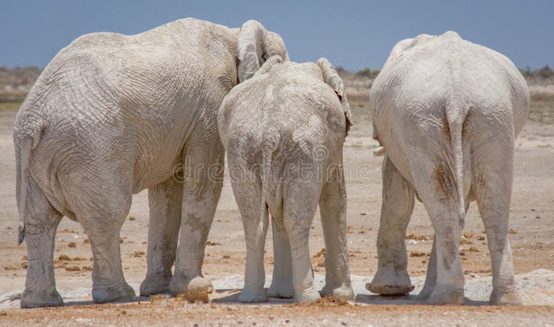 Tres elefantes en Etosha NP, Namibia foto de archivo libre de regalías