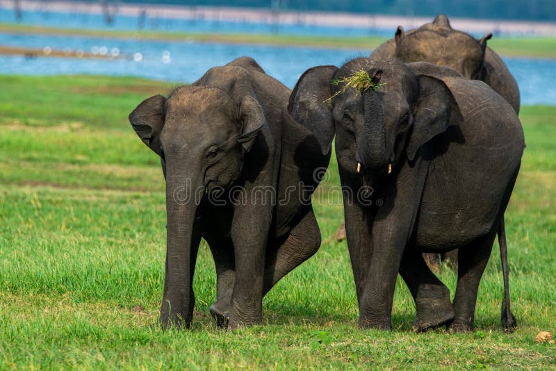 Tres elefantes. un elefante subiendo su baúl. fotos de archivo