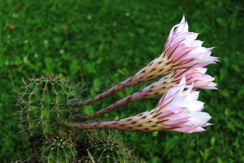 Tres flores de cactus imagen de archivo. Imagen de cubo - 173743709 Tres flores de cactus imagen de archivo. Imagen de cubo - 173743709