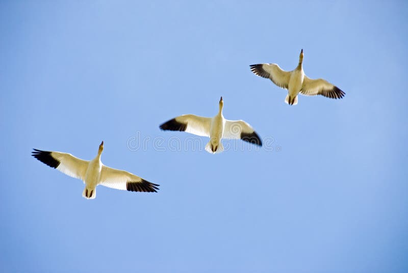 Tres gansos de nieve en vuelo