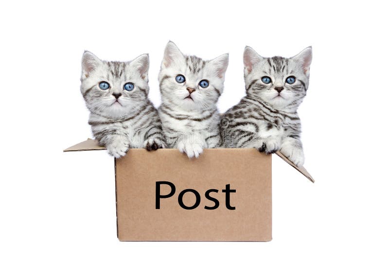 Tres gatos jovenes en caja de cartón con los posts de la palabra imagen de archivo Tres gatos jovenes en caja de cartón con los posts de la palabra imagen de archivo