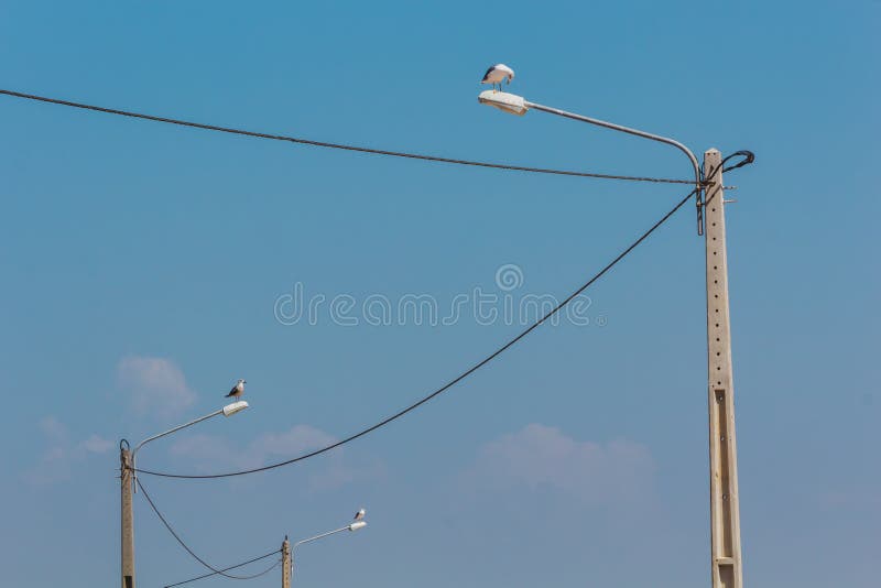 Tres gaviotas encima de las lámparas de calle conectadas con las líneas eléctricas fotografía de archivo Tres gaviotas encima de las lámparas de calle conectadas con las líneas eléctricas fotografía de archivo