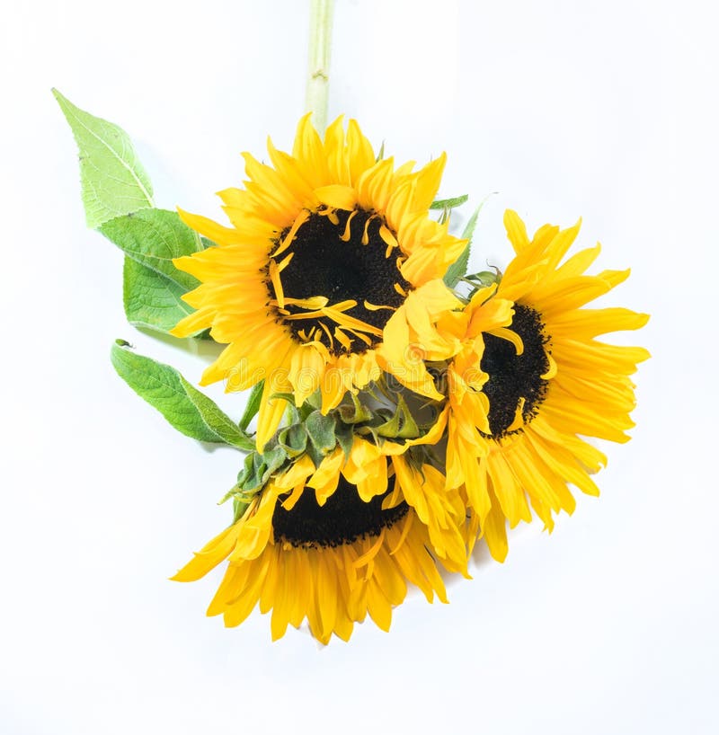 Tres girasoles hermosos en un fondo blanco foto de archivo libre de regalías Tres girasoles hermosos en un fondo blanco foto de archivo libre de regalías