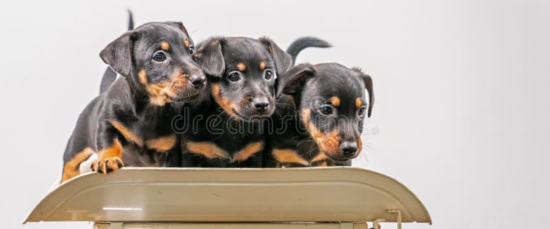 Tres Jack Russell Terrier Cachorros Posando Sobre Un Fondo Blanco Vintage a  Escala De Bebé. Banner De Portada De Gran Alcance O so Imagen de archivo -  Imagen de fondo, abajo: 197022999