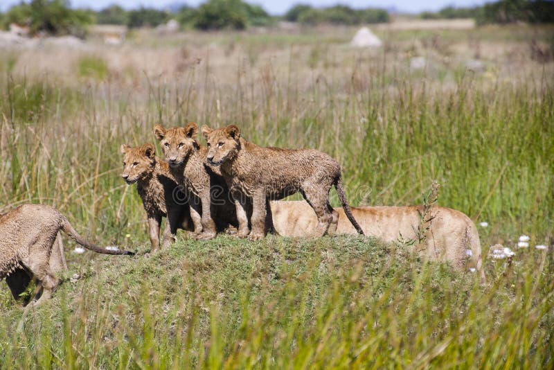 Like 3 musketeers, these wet baby lion cubs stand together atop a mound of grass and survey the area while other lips pass by behind. Like 3 musketeers, these wet baby lion cubs stand together atop a mound of grass and survey the area while other lips pass by behind.