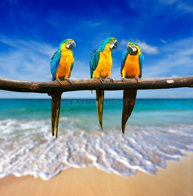 Tres loros (Macaw Azul-y-amarillo (ararauna) del Ara a también sabida