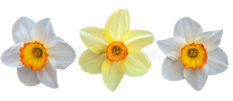 Tres narcisos Aislante en el fondo blanco fotografía de archivo Tres narcisos Aislante en el fondo blanco fotografía de archivo