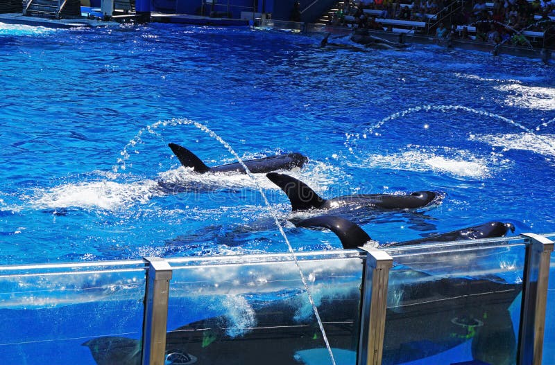 Tres orcas que nadan alrededor en su tanque imagen de archivo libre de regalías Tres orcas que nadan alrededor en su tanque imagen de archivo libre de regalías