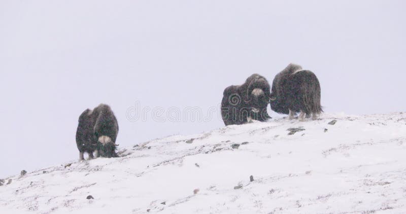 Tres oxes de setas en las montañas dovre en la fría ventisca de nieve en el invierno