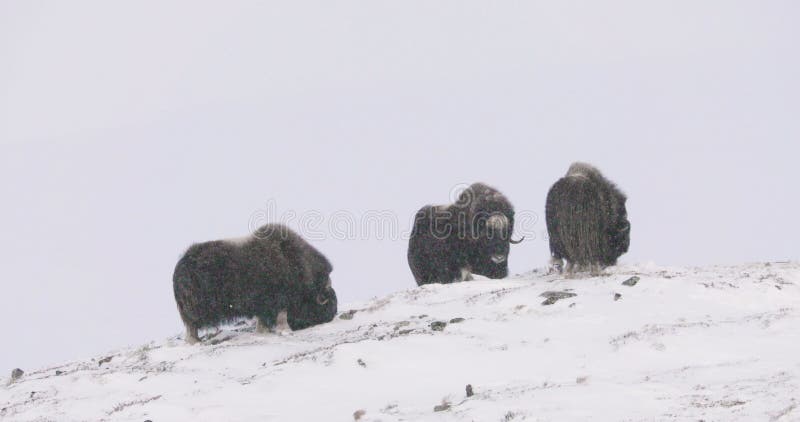 Tres oxes de setas en las montañas dovre en la fría ventisca de nieve en el invierno