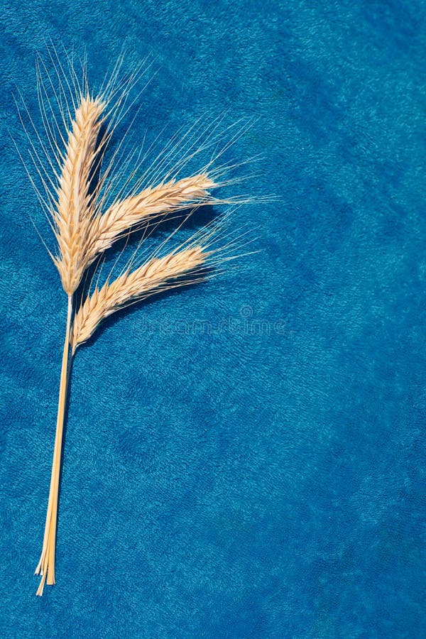 Tres oídos en fondo azul fotografía de archivo