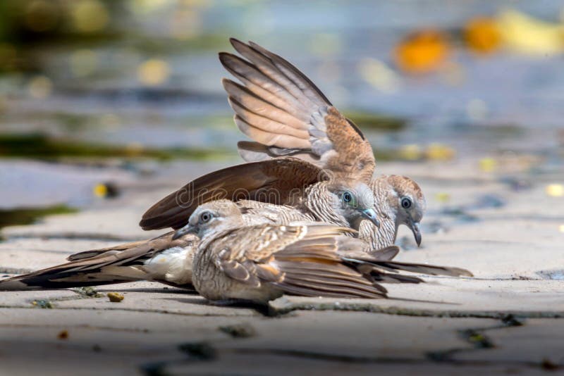 Tres palomas en piso del cemento Dos pájaros separaron sus alas juntas Otro pájaro se sienta imagenes de archivo Tres palomas en piso del cemento Dos pájaros separaron sus alas juntas Otro pájaro se sienta imagenes de archivo