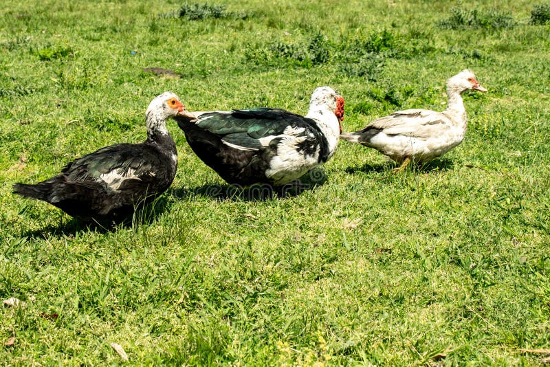 Tres patos en la hierba durante un día soleado foto de archivo Tres patos en la hierba durante un día soleado foto de archivo