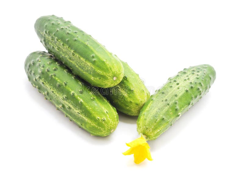 Three ripe cucumbers on white background. Three ripe cucumbers on white background