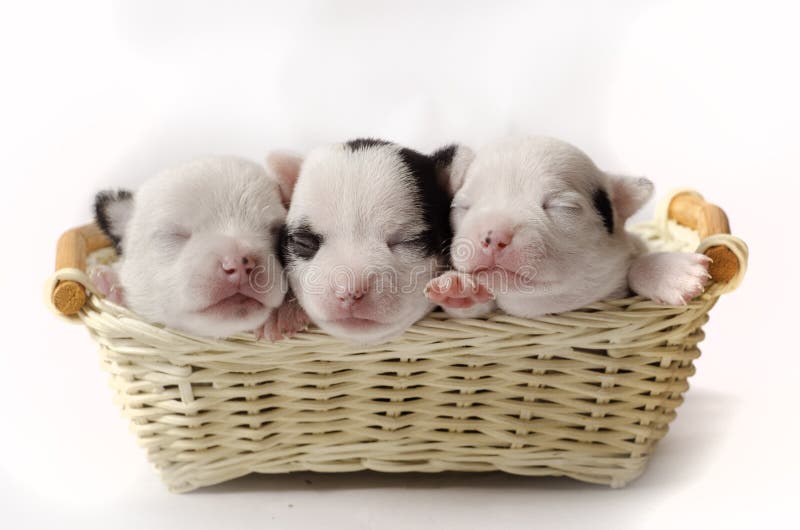 Tres pequeños perritos imagen de archivo libre de regalías Tres pequeños perritos imagen de archivo libre de regalías