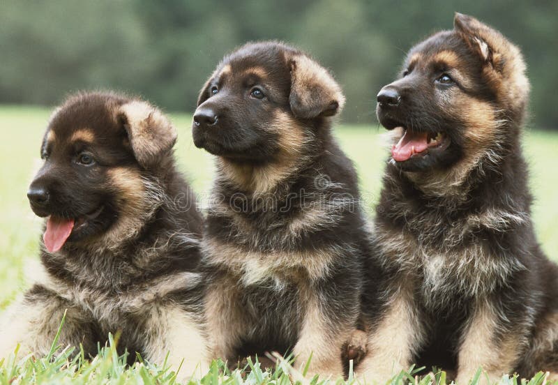 Tres perritos del pastor alemán