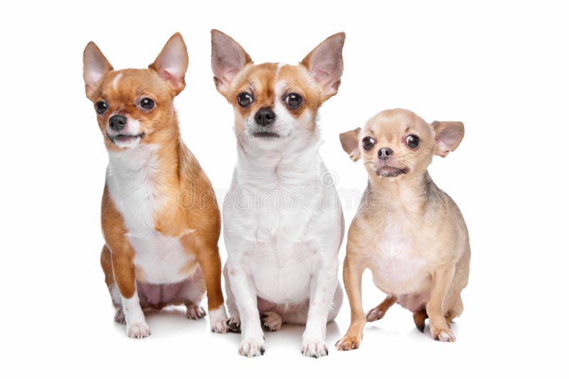 Tres perros de la chihuahua fotografía de archivo libre de regalías Tres perros de la chihuahua fotografía de archivo libre de regalías