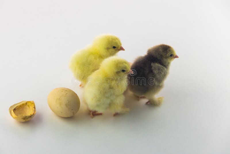 Pollos Recién Van Lejos Del Huevo Polluelos Grises Y Amarillos En Un Fondo Blanco Foto de archivo - Imagen de color, gallina: