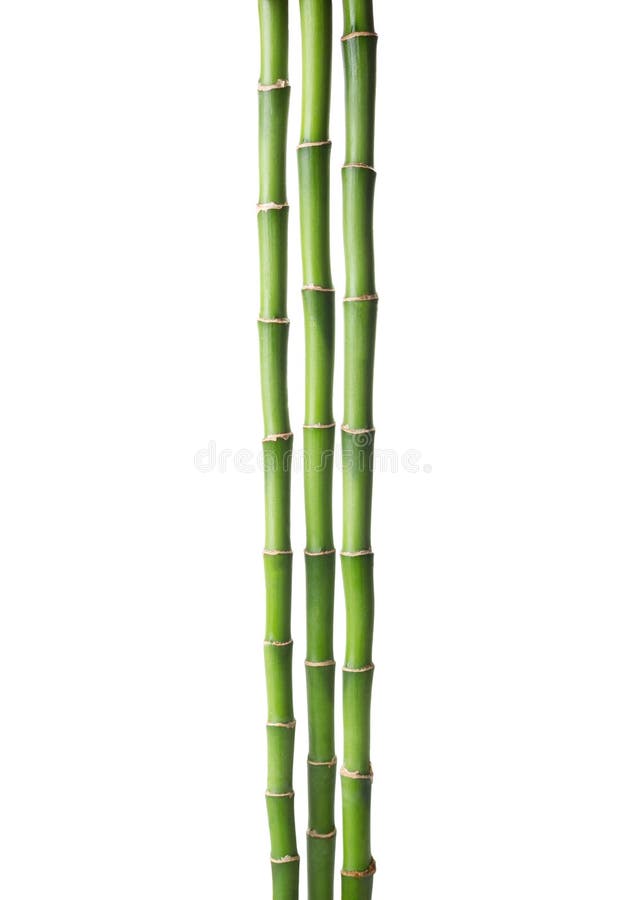 Ramas de Bambu